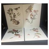(4) Painted Prints of Birds by Audubon