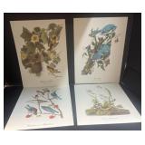 (4) Vintage Color Bird Prints  by Audubon
