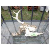 DECAYING DEER SKULL :I