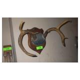 VINTAGE 7 POINT BUCK ANTER MOUNT