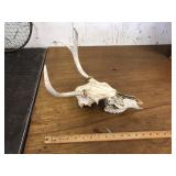 SKULL