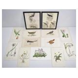 Antique Botanical & Bird Print Collection