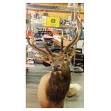 ELK WALL MOUNT, 12 POINT, 36" SPAN