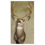 DEAL MOUNT, 9 POINT, 22" SPREAD