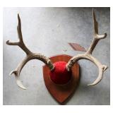 DEAR ANTLER MOUNT, 8 POINT, 20" SPREAD