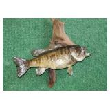 TAXIDERMY SMALL MOUTH BASS WALL HANG, 15", ON