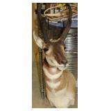 PRONGHORN MOUNT, 4 POINT, 9" SPREAD