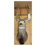 DEER MOUNT, 8 POINT, 10" SPREAD