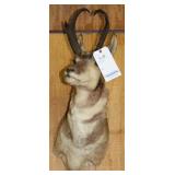 PRONGHORN, 4 POINT, 9" SPREAD