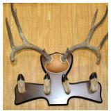 HOOF & ANTLER COAT RACK, WOOD MOUNT, 23" SPREAD