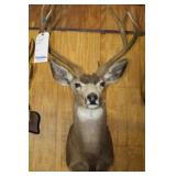 DEER MOUNT, 8 POINT, 19" SPREAD
