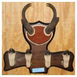 HOOF AND ANTLER COAT RACK