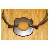 MOOSE ANTLER MOUNT, 8 POINT, 32 1/2"