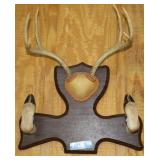 HOOF AND ANTLER COAT RACK, 8 POINT, 13" SPREAD