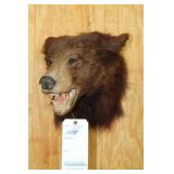 BROWN BEAR, BUST MOUNT