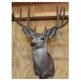 WHITE-TAILED DEER, HEAD/SHOULDER MOUNT, 10 POINT,