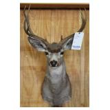 WHITE-TAILED DEER, HEAD/SHOULDER MOUNT, 9 POINT,