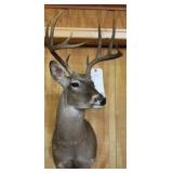 WHITE-TAILED DEER, HEAD/SHOULDER MOUNT, 10 POINT,