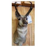 PRONGHORN, HEAD/SHOULDER MOUNT, 4 POINT, 8"