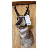 PRONGHORN, HEAD/SHOULDER MOUNT, 4 POINT, 6"