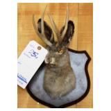JACKALOPE MOUNT, 4 POINT