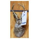 JACKALOPE MOUNT, 6 POINT