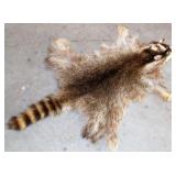 RACCOON HIDE, 19" X 32" AT WIDEST POINT