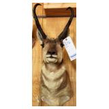 PRONGHORN, HEAD/SHOULDER MOUNT, 4 POINT, 7"