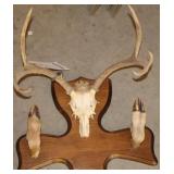WHITE-TAILED DEER, SKULL & HOOVES MOUNT COAT