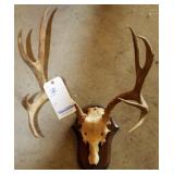 WHITE-TAILED DEER, SKULL MOUNT, 9 POINT, 11.5"