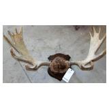 MOOSE ANTLER MOUNT, 15 POINT, 21" SPREAD