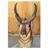 PRONGHORN, HEAD/SHOULDER MOUNT, 4 POINT, 9"