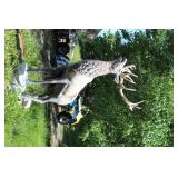 LAWN ORNAMENT, METAL LIFE SIZE ELK, 106" X 68"