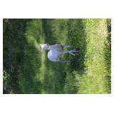 LAWN ORNAMENT, (2) METAL DEER, DOE 41" X 45";