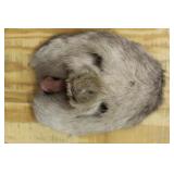 ELK REAR MOUNT, WITH EYES AND MOUTH,