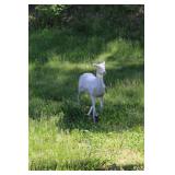 LAWN ORNAMENT, (2) METAL DEER, DOE 41" X 45";