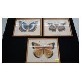 Three Butterfly Framed Pictures