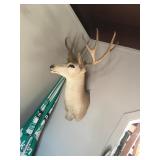Deer Head Mount