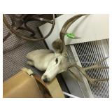 Deer Head Mount