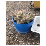 live cactus plant