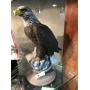 Ceramic Bald Eagle 12" Tall