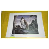 20 Broad Wing Hawk- William A. Moore Prints