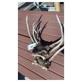 3 Small Sets of  Antlers