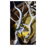 3 Single Branches of Antlers