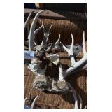 3 Sets of Antlers