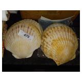 Collection of seashells