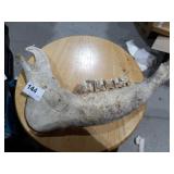 Fossilized jaw bone.