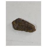 Trilobite Fossil