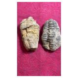 2 pieces of Trilobite Fossils