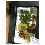 Beatles and Flowers Paperweight